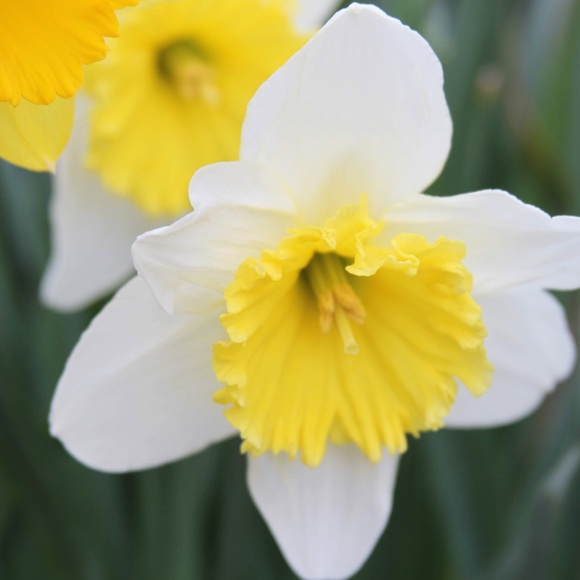 Meet your Posher, Irena - Picture 1 of 1